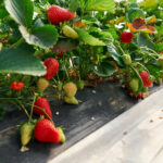 Frutta e verdura di stagione