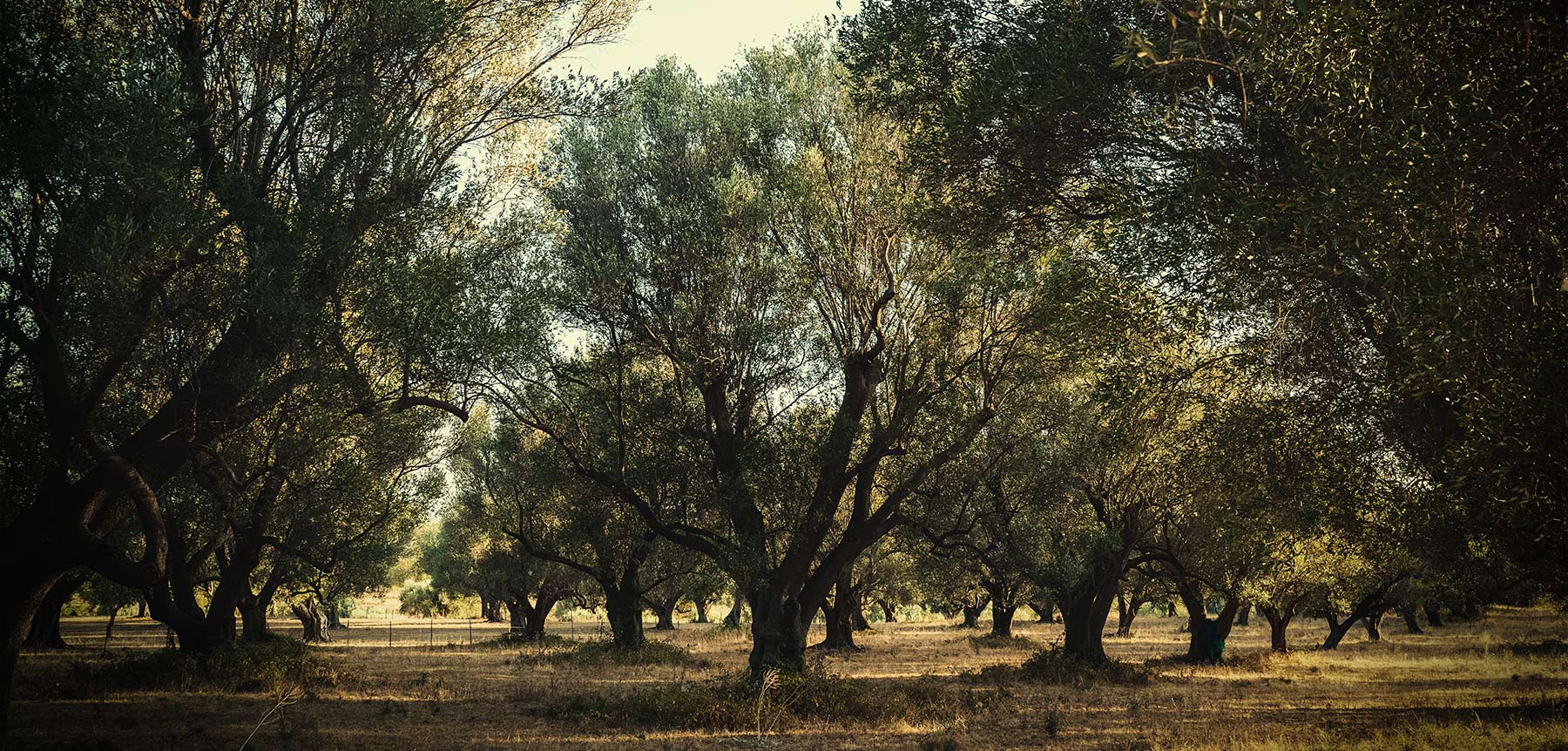 Azienda Agricola Alberta Iannicelli