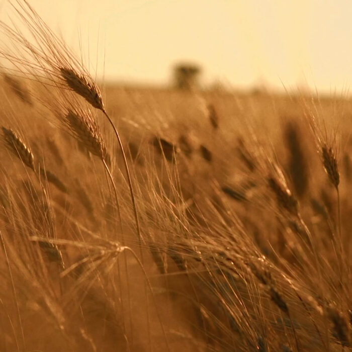 differenza tra grano duro e grano tenero