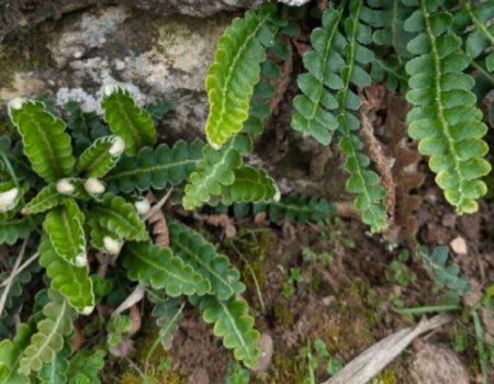 Erba Spaccapietre (Cedracca)